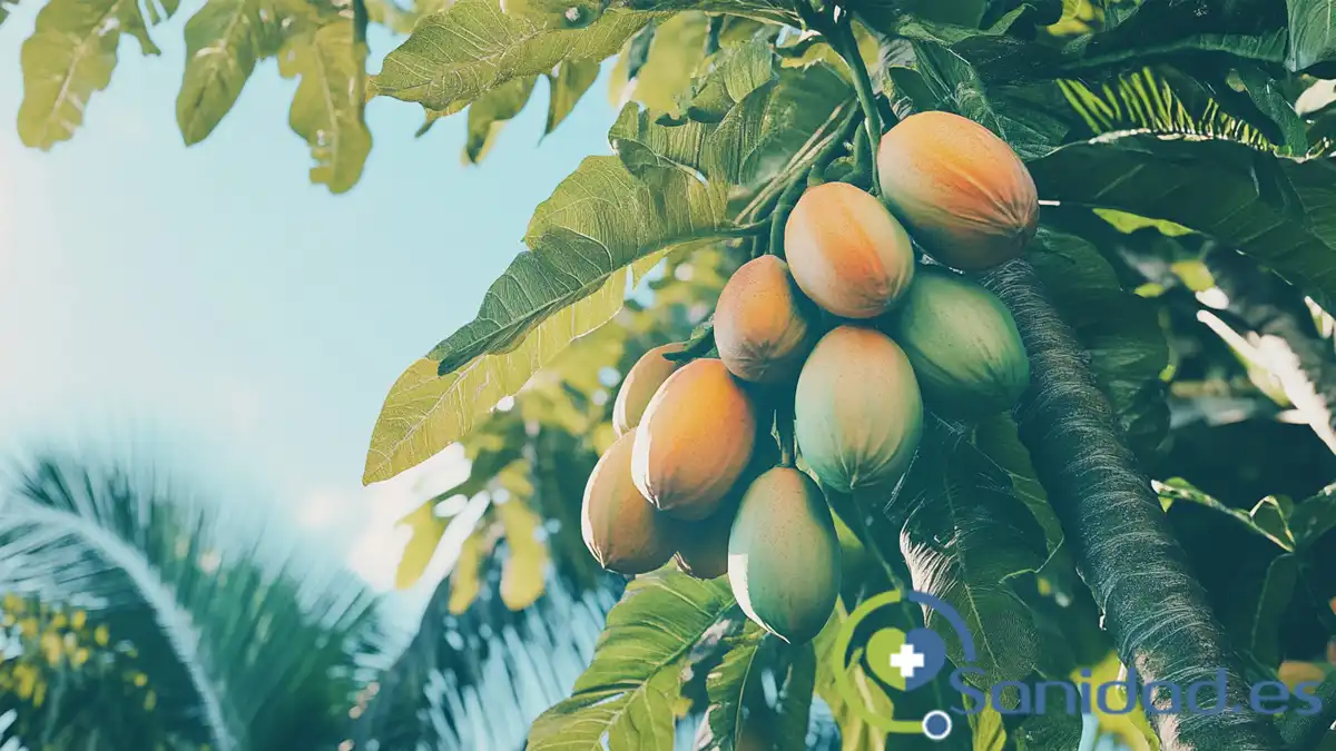 carica papaya beneficios